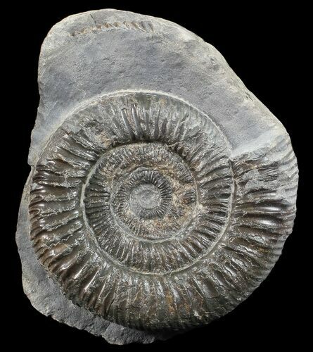Dactylioceras Ammonite Stand Up - England #68147